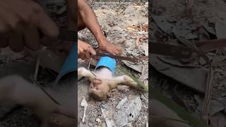 How This man save the monkey life shortvideo [upl. by Battiste]