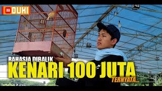 Rahasia Dibalik KENARI 100JUTA Ternyata [upl. by Dominy]