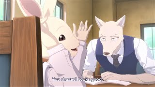 Beastars 2期 15 Haru makes Legoshi angry  ハルはレゴシをからかう  ビースターズ 2021 [upl. by Asilehc]