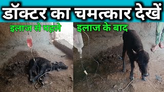 treatment of hypothermia in calf  मरते हुए लवारै को कैसे ठीक करें [upl. by Garson]