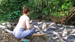 Unique Fishing  Using pumps pumping water outside the natural lake Harvesting a lot of big fish [upl. by Naujit37]