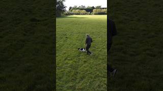 Wild Springer Spaniel  Hunting dog getting ready for the shooting season spaniel gundog hunting [upl. by Annawik891]