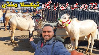 Today Taxila Mandi Latest Update 9 February 2024  Naseeb Ka Soda Fatehjangi Bulls [upl. by Gothar]