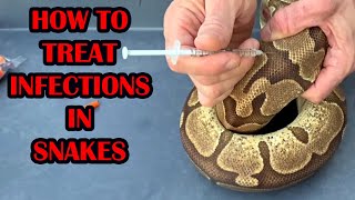 TREATING RESPIRATORY INFECTIONS IN PYTHONS amp BOAS [upl. by Remark]