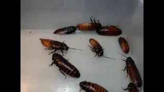 Giant Madagascar Hissing Cockroaches  11813 [upl. by Bottali]