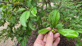 Ilex decidua possumhaw [upl. by Ailiec]