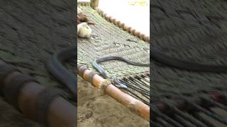 How did it become a fourlegged snake shorts youtubeshots shortvideos youtube saampvides [upl. by Necaj]