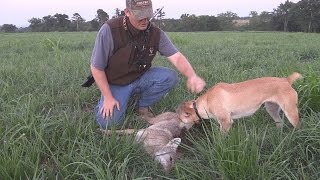 Quick coyote kill in slow motion [upl. by Imugem]