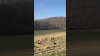 Turkeys Deer Season Dec 2023 wildturkey wildturkeys deerhunting [upl. by Jamaal734]