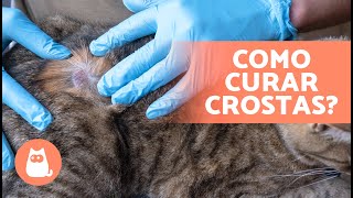 6 TRATAMENTOS CASEIROS para CROSTAS em GATOS 🐈🧴 [upl. by Bertila]