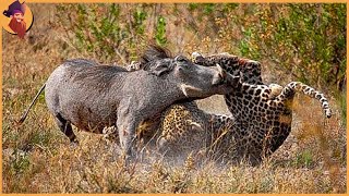 15 Moments When Animals Messed With The Wrong Warthog [upl. by Itsrejk104]