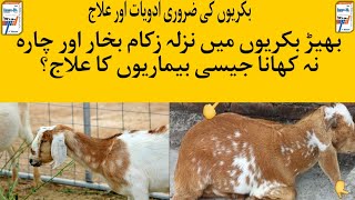 Goat Fever Treatment Goat Fever medicine and injection Bemar Bakri ka ilaj goatfarminggoathealth [upl. by Ettesoj]