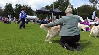 Dogshow Eindhoven 2024 [upl. by Koziel]