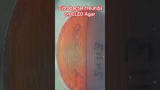 Citrobacter freundii on CLED Agar [upl. by Navillus]