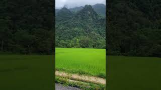 Rice fields along the road in Vang Vieng [upl. by Tarrel]