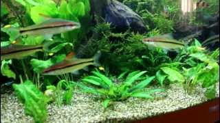 Juwel Vision 450 Aquarium [upl. by Enomis]