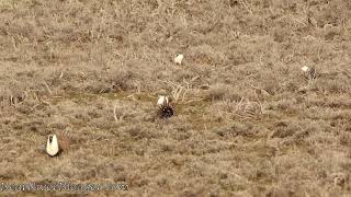 Greater Sage Grouse  Henefer Lek [upl. by Cirtemed832]