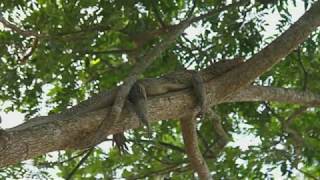 Crocodiles Can Climb Trees Researchers In Climbing Study Observed [upl. by Alamat]