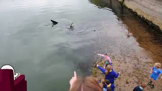 Great White Shark in Portrush Harbour Ireland [upl. by Aynav]