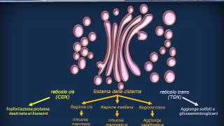 Editing delle proteine  Golgi e traffico vescicolare [upl. by Teik23]