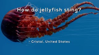 How do jellyfish sting [upl. by Nrubyar]