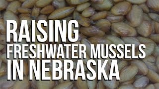 Raising Freshwater Mussels in Nebraska a conservation success [upl. by Melc]