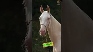 Akhal teke horse  golden horse [upl. by Attenrad]