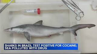 Sharks in Brazil test positive for cocaine scientists say [upl. by Kristien]