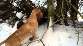 Bracco Italiano Kennel BiancoRosso and two pheasants [upl. by Wanyen869]