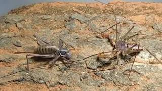 🔥 Epic Showdown Tailless Whip Scorpion vs Katydid Prepare for Thrills [upl. by Ayekam234]