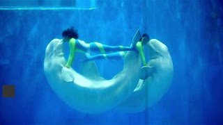 Belugas Walzer im Aquarium  DER SPIEGEL [upl. by Randolph]