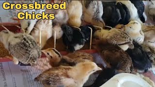 My Native Chicken Crossbred With Black Australorp Vlog 15 [upl. by Anila]