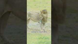 Mystery Unveiled Lions Attack on Hyena Pup [upl. by Tristam199]