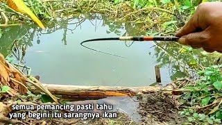 tepian sungai yang rimbun memang sarang ikan [upl. by Jolenta]