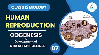 Oogenesis  Development of Graafian Follicle  Gametogenesis  Human Reproduction  Class 12 Biology [upl. by Hube58]