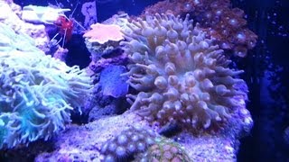 20 30 Gallon Reef Tank Update  December 2012 [upl. by Ecahc733]