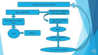 Negative Staining procedure  Microbiology with Sumi [upl. by Nilla]