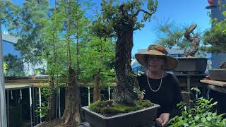 Patricia OConnor The Bonsai Balcony Trimming our Cork Bark Oak for ramification [upl. by Ced]