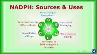 18 NADPH Sources amp Uses  Carbohydrate Metabolism  Biochemistry  NJOY Biochemistry [upl. by Yecart]