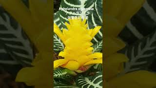 Aphelandra squarrosa 꽃말 quot관용정절quotアフェランドラ ‘ダニア’Zebra Plant아펠란드라 관엽식물 브라질원산 꽃이름 花の名前 flower name [upl. by Mozelle]