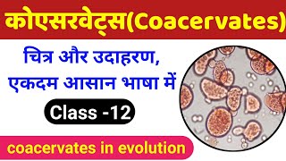 कोएसरवेट्स क्या है  coacervates class 12  evolution class 12 biology  coacervate biology class 12 [upl. by Teagan403]