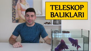 Japon Teleskop Balıklarının Bakımı [upl. by Bowrah]