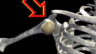 How Shoulder Dislocation Occurs Animation  Shoulder Joint Dislocation Video [upl. by Allebasi]