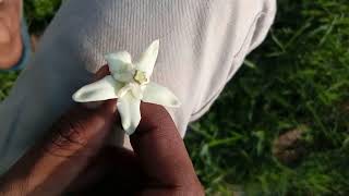 Pollinia location in Calotropis [upl. by Ahtnama]