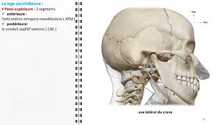 ANATOMIE FMPM LA LOGE PAROTIDIENNE [upl. by Ahtanaram]