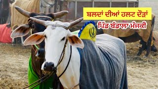 🔴 Live Bundala Manjki Halat Race ਹਲਟ ਦੌੜ ਪਿੰਡ ਬੰਡਾਲਾ ਮੰਜਕੀ  03 March 2024 [upl. by Beverie]