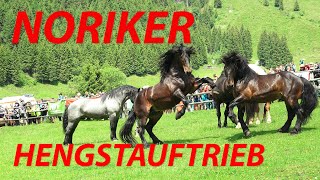 Noriker Hengstauftrieb 2023  Kirchberg in TirolAschau [upl. by Sikras]