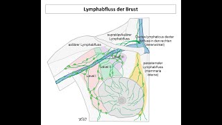 Lymphabfluss der Brust  Strahlentherapie Prof Hilke Vorwerk [upl. by Ramiah]