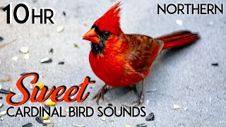 Northern Cardinal Bird Sounds  Northern Cardinal Bird Song  Northern Cardinal Bird Call  10 Hours [upl. by Atilamrac]