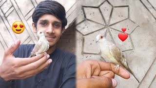 My Hand Tame Dove ❤😍 [upl. by Attiuqaj]